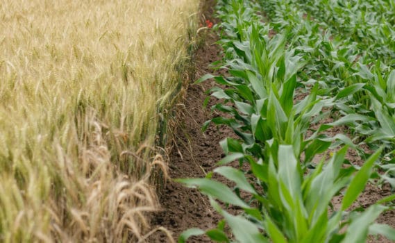 Produção Agroalimentar