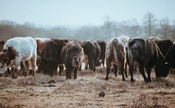 Excesso de gado e/ou atividade agropecuária Poluição
