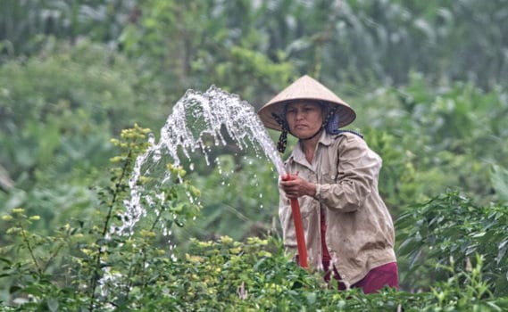 Pestilência e/ou Doenças que Assolam as suas culturas agrícolas